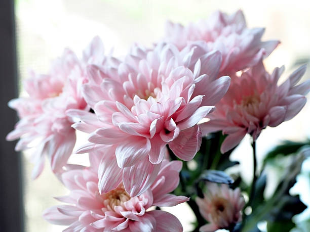 istock light pink chrysanthemum flowers in a bouquet 2245781432