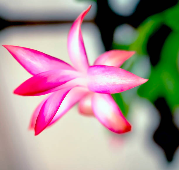 a delicate fresh flower of a Christmas cactus, a plant with the Latin name Schlumbergera, on the windowsill