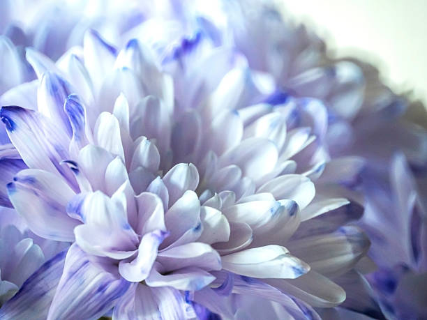 istock light lilac chrysanthemum flowers in a bouquet 2245781554