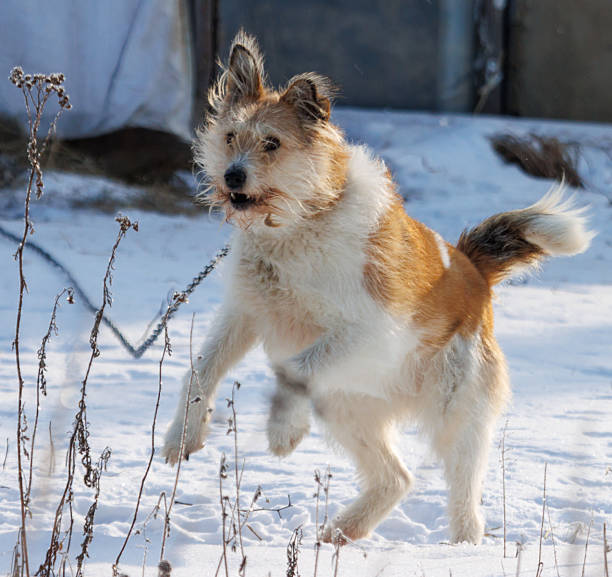 A dog is jumping in the snow. The dog is brown and white. The dog is wearing a leash