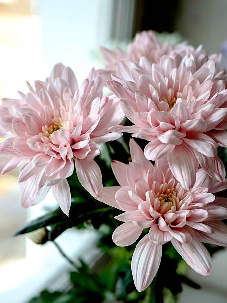 istock light pink chrysanthemum flowers in a bouquet 2245783596
