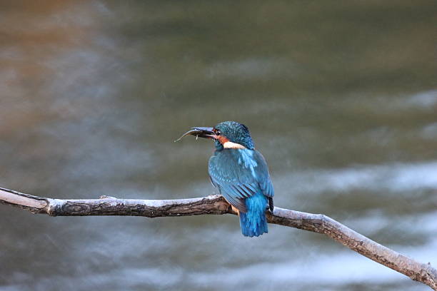 istock Kingfisher holding a fish on a branch overlooking a pond 2245786792