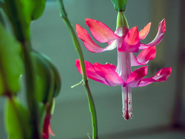 istock bright, beautiful red Schlumberger cactus flower on a blurred background 2245787471