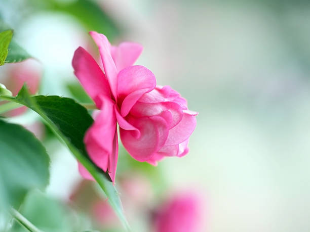 a delicate, beautiful pink flower with the Latin name Balsaminaceae, from the balsam family, on a blurred background, macro