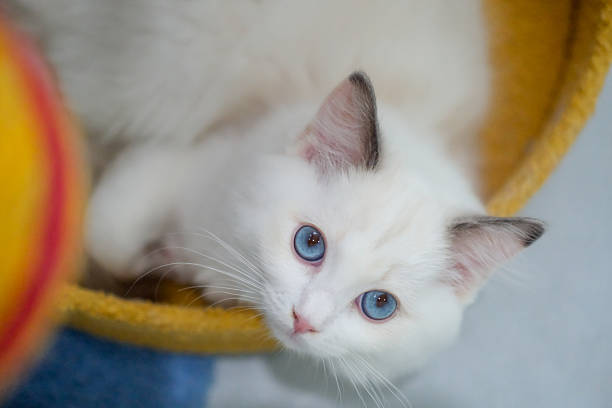 3 months old ragdoll kitten looking into the camera. domestic cat
