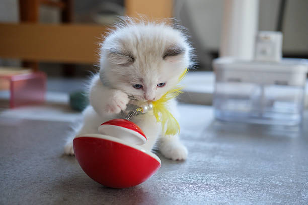 istock 2 months old ragdoll kitten playing with a cat teaser. domestic cat 2245788384