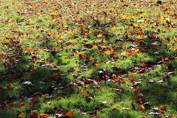 Fallen autumn leaves scattered over a grassy slope, illuminated by warm sunlight and casting soft shadows