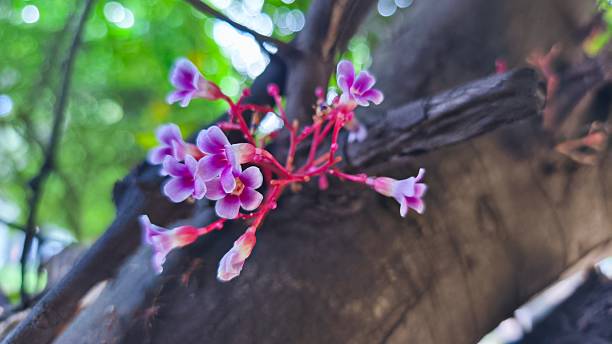istock close up of starfruit flower (Averrhoa carambola L.) with blurred background 2245788861