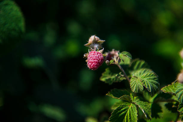 Raspberries growing on a bush in the garden. Agricultural industry. Growing berries