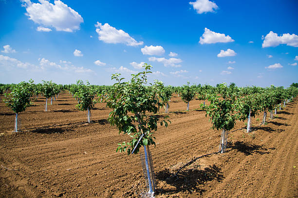 Beautiful rows of young green fruit trees are swaying in the wind. Young apple, cherry, plum and apricot trees in the garden on a bright sunny summer day