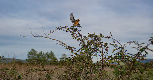 istock Small bird perched on a thorny branch under cloudy sky 2245796113