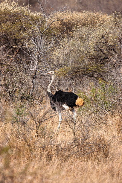 istock ostrich walking in the african bush, daytime, between shrubs and trees in Botswana 2245797392
