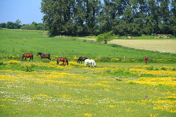 istock Horses in a paddock in springtime on the darss peninsula, Baltic Sea - Germany 2245797478