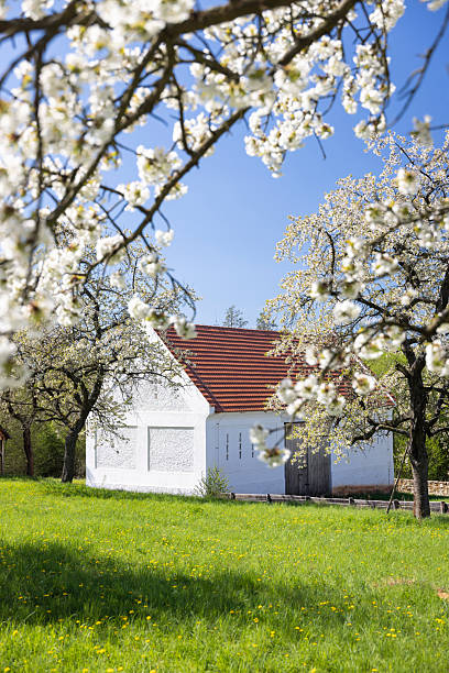 White building standing in a vibrant green field framed by spring blossoms under a clear blue sky