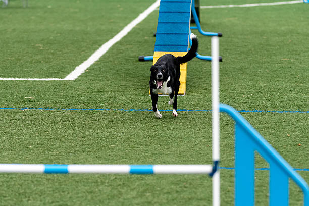 fast cocker running an agility course