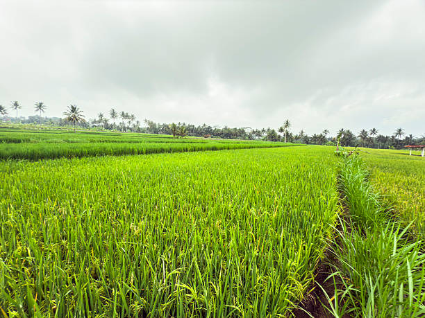 A wide view of vibrant green rice fields under a cloudy sky in a tropical rural area. The landscape features fresh young rice plants on one side and more mature yellowish rice on the other, separated by a narrow irrigation path. Palm trees and dense vegetation can be seen in the distance, creating a natural and serene agricultural scene
