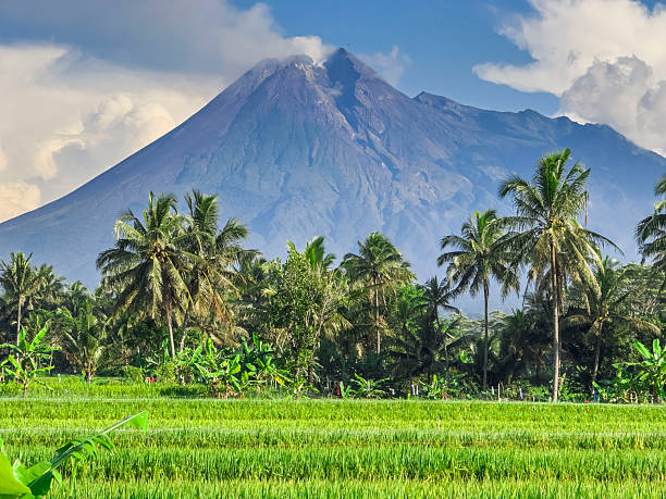 istock Tropical Rice Fields and Palm Trees with Majestic Mountain Background 2245798860