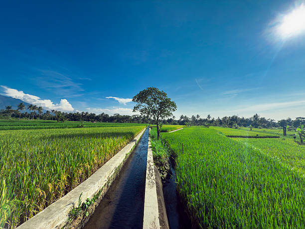 A lush tropical rice field with a straight concrete irrigation canal leading toward a single tree in the center of the landscape. Bright green plants, clear blue sky, and distant palm trees create a peaceful rural agricultural scene.