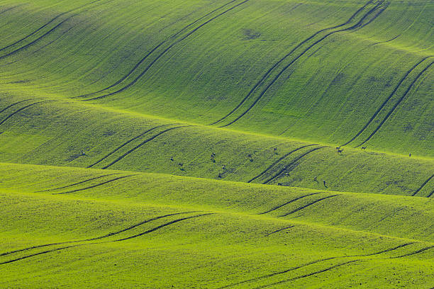 istock Deer grazing on green rolling agricultural fields 2245798960