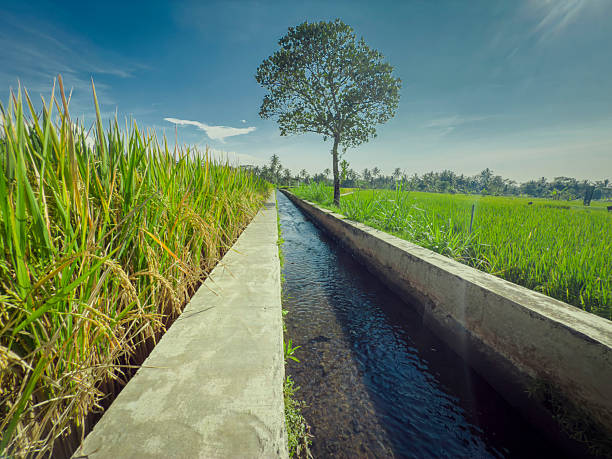 A vibrant green rice field stretches across a tropical countryside with a prominent mountain rising in the background. Palm trees and a narrow rural path line the landscape under a bright blue sky, creating a peaceful and scenic agricultural setting.