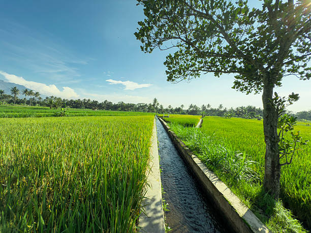 A wide view of tropical rice fields with a straight concrete irrigation canal running through the landscape. The lush green plants, distant palm trees, and bright blue sky create a serene rural agricultural scene.