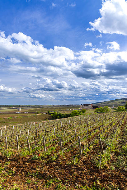 Lush green vineyards showcasing the viticulture landscape under a blue sky in France