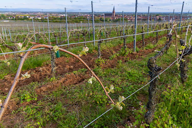 Spring growth in a vineyard with a view of Bergheim village and its church tower