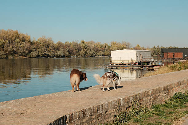 Border Collie and Australian Shepherd walking side by side along sunny riverbank with floating docks in background
