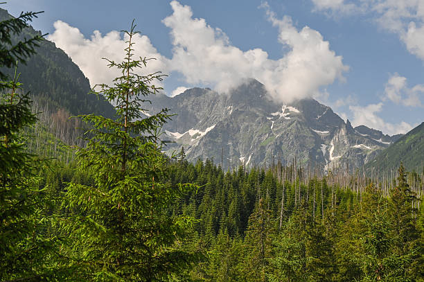 istock Blue sky contrasts with white clouds over mountains. lush coniferous forest. 2245800882