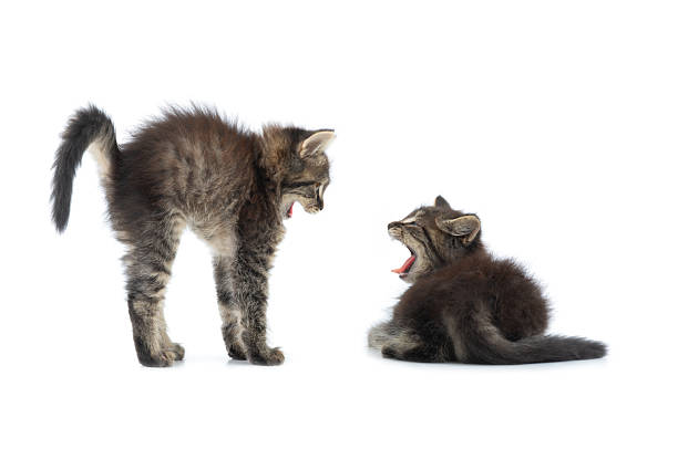 istock cat fight between kittens isolated on white background 2245801009