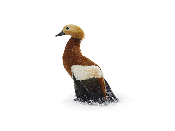 istock Ruddy Shelduck duck standing with wings down in water isolated on white background 2245801027