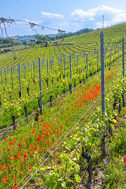 istock Piedmont vineyard rows blooming with red poppies 2245801053