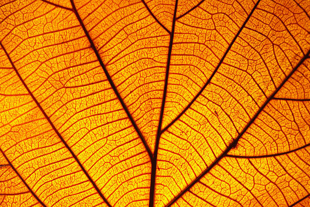 istock Old leaf transparance on back light and can see. Golden yellow, naturally beautiful. 2245802427