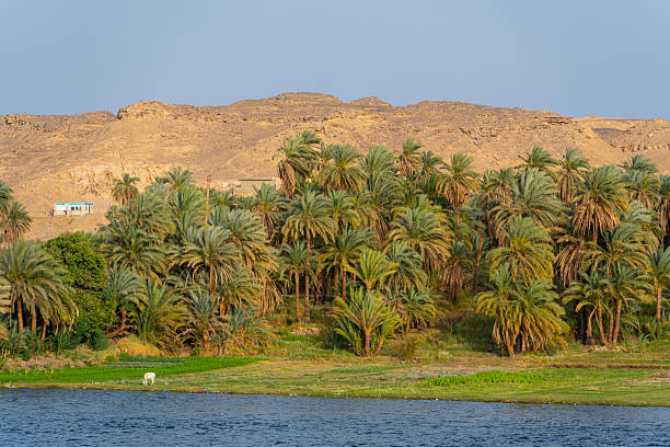 Landscape along the Nile.River Nile in Egypt