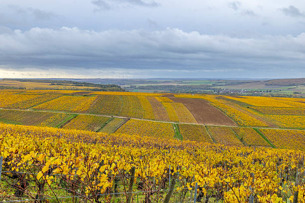 istock Fleys vineyards displaying vibrant autumn colors, Bourgogne Franche Comte 2245804586