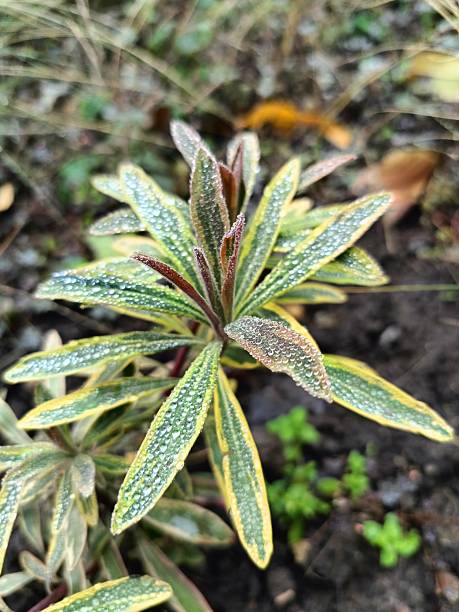 istock variegated milkweed leaves in raindrops 2245805265