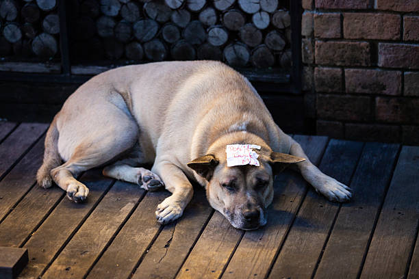 Mixed-breed dirty dog is lying on the street.Ko Samui - Thailand.