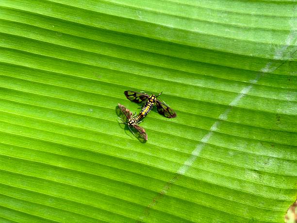 A patterned moth, likely a Banana Moth (Opogona sacchari), rests prominently on the grooved, bright green surface of a large banana leaf in a tropical setting.