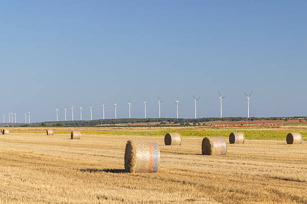 Wind turbines generate clean energy amidst a field with hay bales under a clear sky