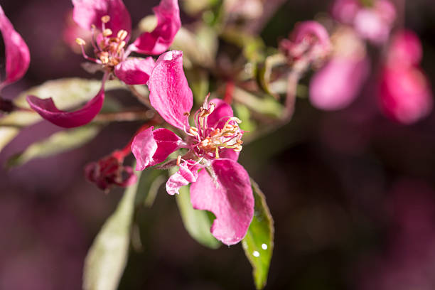 Ornamental apple tree Royal Beauty. Close up.