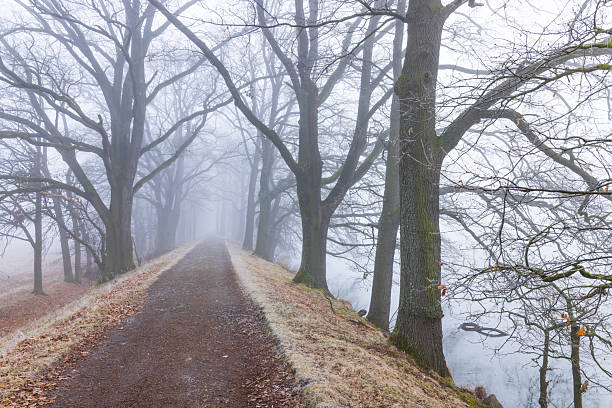 Dirt path winding through an avenue of bare trees on a foggy winter morning in Kestrany