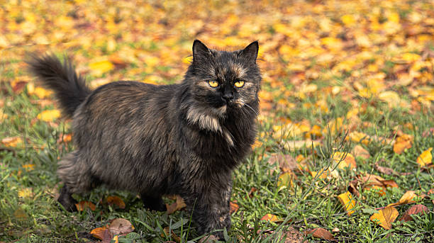 istock A fluffy tortoiseshell cat strolls among fallen leaves in autumn 2245810002