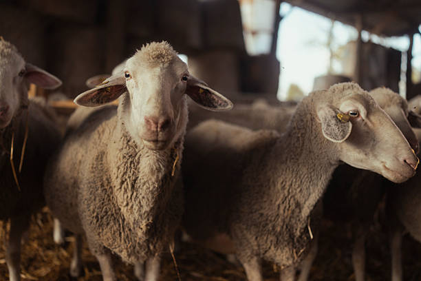 Shot of a herd of sheep grazing on a field while looking in one direction outside on a farm