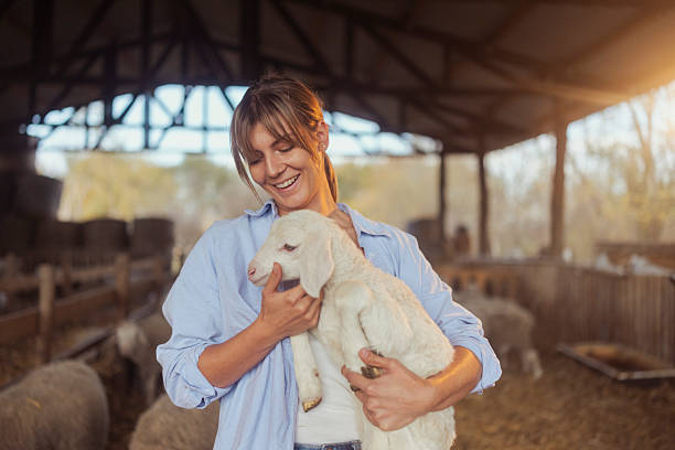 istock Young Woman Holding White Lamb Inside Spacious Sheep Barn With Natural Light 2245812961