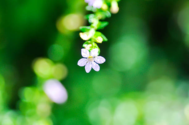 Cuphea hyssopifolia Humb, Cuphea hyssopifolia Kunth or Elfin Herb or False Heather or LYTHRACEAE or purple flower or small flower