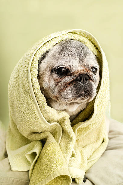 istock Adorable Senior Pug Ready for Bath Time 2245813452