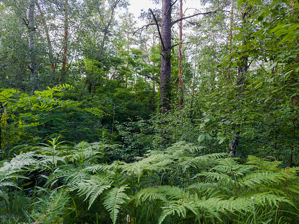 Part of forest with high pines and other trees and fern tickets with green leaves on a foreground in summer sunny day in shade