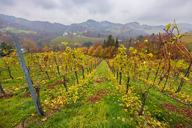 Vineyard rows with yellow leaves and green grass on a hillside during autumn