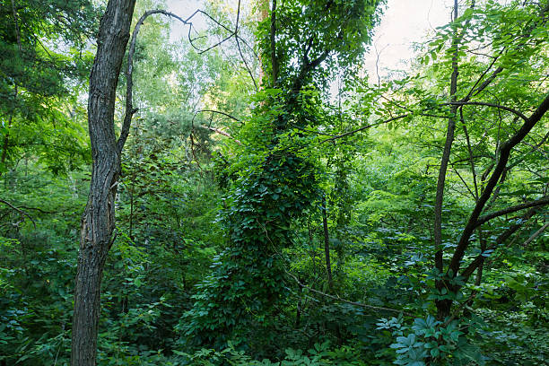 istock Tree trunks overgrown with climbing plants in the forest thickets 2245814301