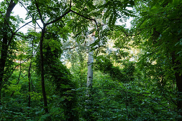 istock Tree trunks overgrown with climbing plants in the forest thickets 2245814387